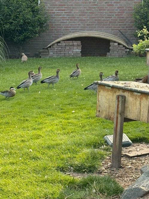 8 manenganzen en 3 mandarijneenden, Dieren en Toebehoren, Pluimvee, Eend, Meerdere dieren