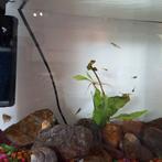 Guppy vis gratis op te halen, Dieren en Toebehoren, Vissen | Aquaria en Toebehoren, Ophalen of Verzenden, Zo goed als nieuw
