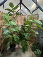 Ficus Benghalensis XL (180cm), Ophalen, Ficus, Halfschaduw, In pot