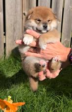Shiba inu pups met stamboom van geteste ouders., Dieren en Toebehoren, Rabiës (hondsdolheid), Overige rassen, 8 tot 15 weken, Meerdere