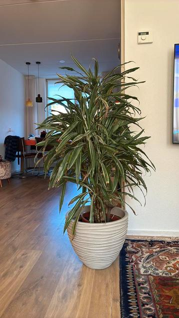 Grote kamerplant met pot beschikbaar voor biedingen