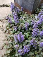 Kruipend zenegroen ‘Ajuga reptans’ “black scallop” vaste pla, Ophalen, Halfschaduw