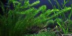 Egeria Densa | Brazilian Waterweed | Aquarium Plant, Ophalen, Nieuw, Plant(en), Steen of Hout