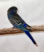 Gezocht blackface, bfbw, Dieren en Toebehoren, Vogels | Parkieten en Papegaaien, Mannelijk, Parkiet