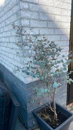 eucalyptus boompje in potheeft hulp nodig, Tuin en Terras, Ophalen, In pot, Overige soorten
