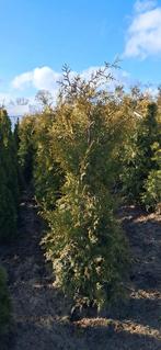 thuja occidentalis Brabant 175-200 cm hoge haagconiferen, Ophalen, Conifeer, Haag, 100 tot 250 cm