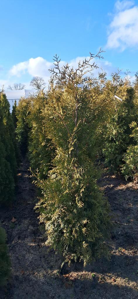 thuja occidentalis Brabant 175-200 cm hoge haagconiferen, Tuin en Terras, Planten | Struiken en Hagen, Haag, Conifeer, 100 tot 250 cm