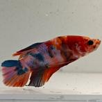 Betta splendens man 35, Dieren en Toebehoren, Vissen | Aquariumvissen, Vis