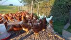 Jonge legkippen te koop, Dieren en Toebehoren, Pluimvee, Vrouwelijk, Kip