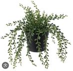 FEJKA  3 x Kunstplant Kralensnoer 9cm - Nieuw!, Ophalen of Verzenden, Nieuw, Binnen