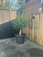 2 st.Mooie olijfbomen, Tuin en Terras, Ophalen of Verzenden, Volle zon, Olijfboom, 100 tot 250 cm