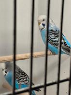 Koppel grasparkieten, Meerdere dieren, Parkiet