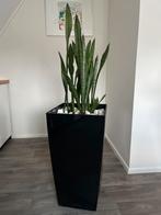 Sansevieria in zwarte kunststof bloempot, Overige soorten, In pot, Minder dan 100 cm, Groene kamerplant