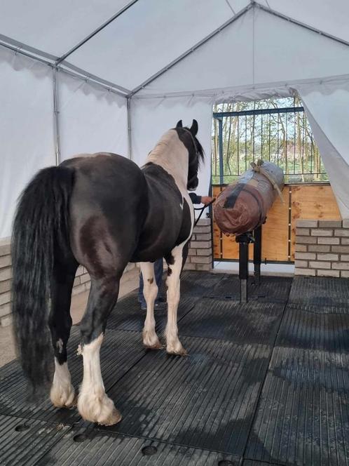 Dekstation, KI service, Hengstenhouderij, Merriebegeleiding., Dieren en Toebehoren, Stalling en Weidegang