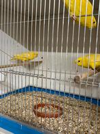 Twee gele Catharina mannen, Meerdere dieren, Parkiet, Geringd