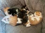 Lieve kittens zoeken liefdevol thuis (kijken Venhuizen), Dieren en Toebehoren, Meerdere dieren, Kortharig, 0 tot 2 jaar