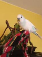 Grasparkiet, licht blauw man, Dieren en Toebehoren, Vogels | Parkieten en Papegaaien, Mannelijk, Parkiet, Tam