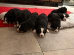 Puppy’s, Parvo, 8 tot 15 weken, Meerdere, Meerdere dieren