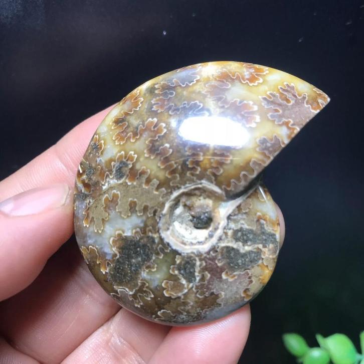 Prachtige gepolijste ammoniet (W2)., Verzamelen, Mineralen en Fossielen, Fossiel, Verzenden