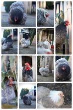 🥚 Broedeieren van onze cochin kriel tomen 🥚, Dieren en Toebehoren, Pluimvee, Geslacht onbekend, Kip