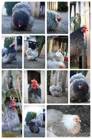 🥚 Broedeieren van onze cochin kriel tomen 🥚 beschikbaar voor biedingen