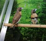 Bruinborstrietvinken koppel., Dieren en Toebehoren, Vogels | Overige Vogels, Meerdere dieren