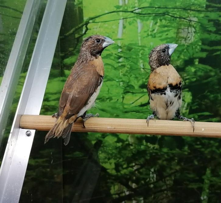 Bruinborstrietvinken koppel., Dieren en Toebehoren, Vogels | Overige Vogels, Meerdere dieren