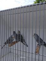 blackface grasparkieten, Meerdere dieren, Parkiet, Geringd