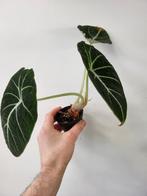 Alocasia Black Velvet, Overige soorten, Minder dan 100 cm, Ophalen of Verzenden, Halfschaduw