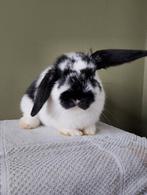 Jong hangoor konijntje, Dieren en Toebehoren, Konijnen, Geslacht onbekend, Klein, Hangoor, 0 tot 2 jaar