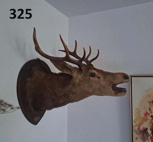 diverse opgezette dieren taxidermie anatomische modellen, Verzamelen, Dierenverzamelingen, Gebruikt, Opgezet dier, Hert, Ophalen of Verzenden
