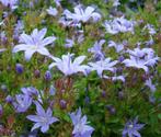 Vaste plant : Campanula Addenda 2 euro, Vaste plant, Halfschaduw, Zomer, Ophalen