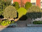 2x hulst op stam, Tuin en Terras, Planten | Bomen, Ophalen, Halfschaduw, Overige soorten, 100 tot 250 cm