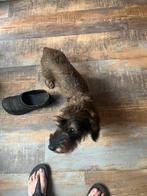 Ruwharige dwerg teckel pups, Dieren en Toebehoren, 8 tot 15 weken, Dwerg, Parvo, Meerdere