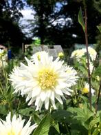 Dahlia knollen, Overige soorten, Volle zon, Vaste plant, Ophalen of Verzenden