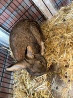 Konijn te koop, Dieren en Toebehoren, Mannelijk, Dwerg, 0 tot 2 jaar