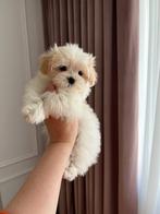 Maltipoo F1 (Toy Poedel/ Maltezer) pups – mini, Dieren en Toebehoren, Particulier, Rabiës (hondsdolheid), Overige rassen, 8 tot 15 weken