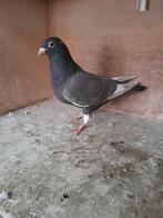 Kleurpostduiven, Dieren en Toebehoren, Vogels | Duiven, Meerdere dieren, Postduif