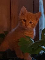 Nog 1 mooie rode  kater van 9 weken mix, Dieren en Toebehoren, Katten en Kittens | Overige Katten, Kater