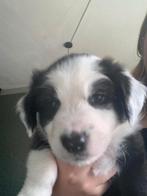 Nog 1 hele lieve Reu , Bordercollie/ paar % Friese Stabij, Dieren en Toebehoren, Honden | Herdershonden en Veedrijvers, Reu, CDV (hondenziekte)