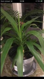 Yucca Elephantipes, Ophalen