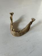 Menselijke onderkaak (echte) van schedel  - educatief, Antiek en Kunst, Curiosa en Brocante, Ophalen of Verzenden