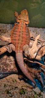 Prachtige rode baardagaam., Hagedis, Tam, 0 tot 2 jaar