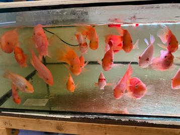 yellow flowerhorn, red monkey flowerhorn, parrots, king kong beschikbaar voor biedingen