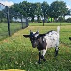 2 mooie bokjes, Dieren en Toebehoren, Schapen, Geiten en Varkens, Mannelijk, Geit