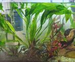 Grote amazon sword plant - Echinodorus Bleheri, Dieren en Toebehoren, Vissen | Aquaria en Toebehoren, Ophalen, Zo goed als nieuw