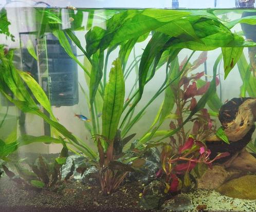 Grote amazon sword plant - Echinodorus Bleheri, Dieren en Toebehoren, Vissen | Aquaria en Toebehoren, Zo goed als nieuw, Plant(en), Steen of Hout