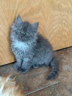 Prachtig langharig smoke blue poesje RagdollXBrits langhaar, Dieren en Toebehoren, Katten en Kittens | Overige Katten, Poes, Langharig
