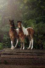Kom in beweging – samen met miniatuurpaarden in de natuur, Ophalen, Nieuw, Overige typen, Overige merken