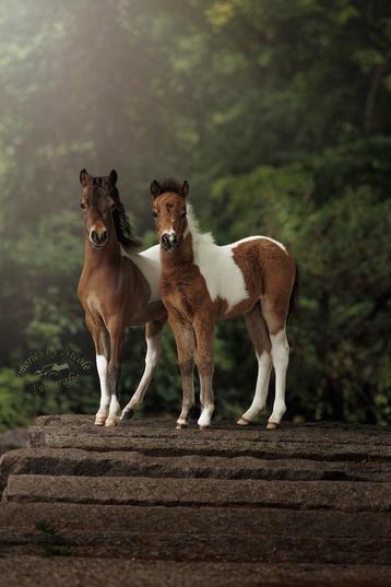Kom in beweging – samen met miniatuurpaarden in de natuur beschikbaar voor biedingen